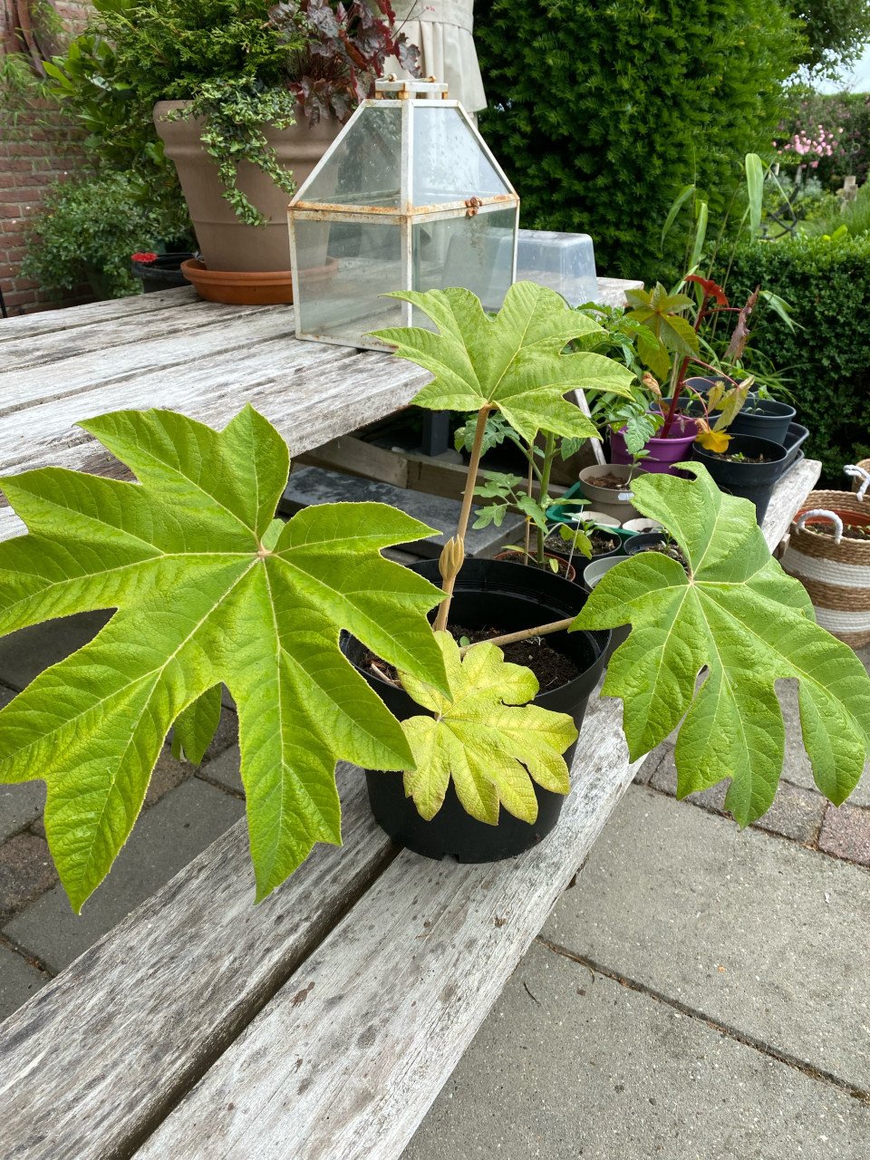 Chinese papierplant