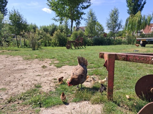 Kip met 10 kuikens