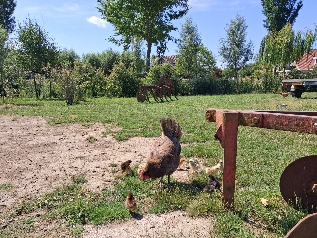 Kip met 10 kuikens