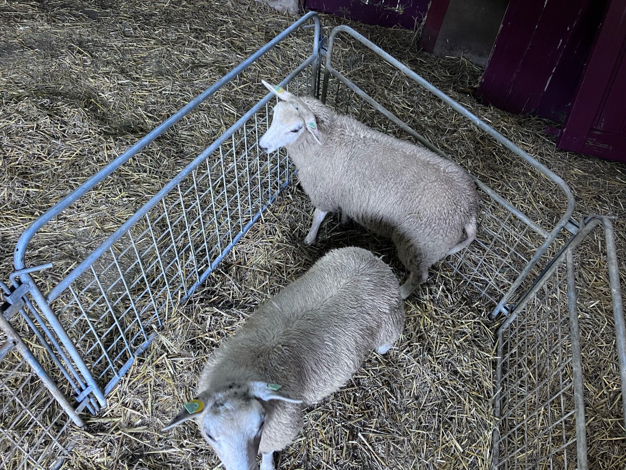 Stamboek swifterooitjes
