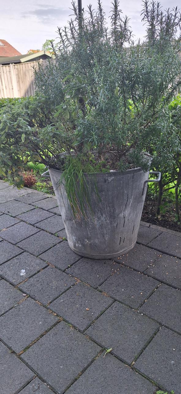 Zinken bak met kruiden