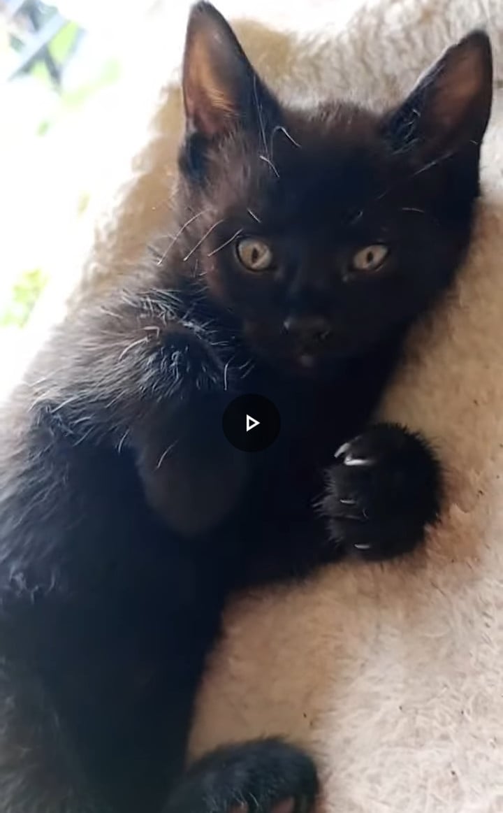 2 prachtige kittens