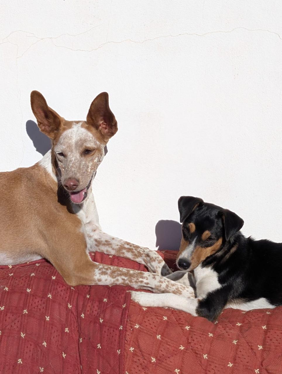 Alora Dog Rescue: Kleine Mischa, wie geeft haar een thuis?