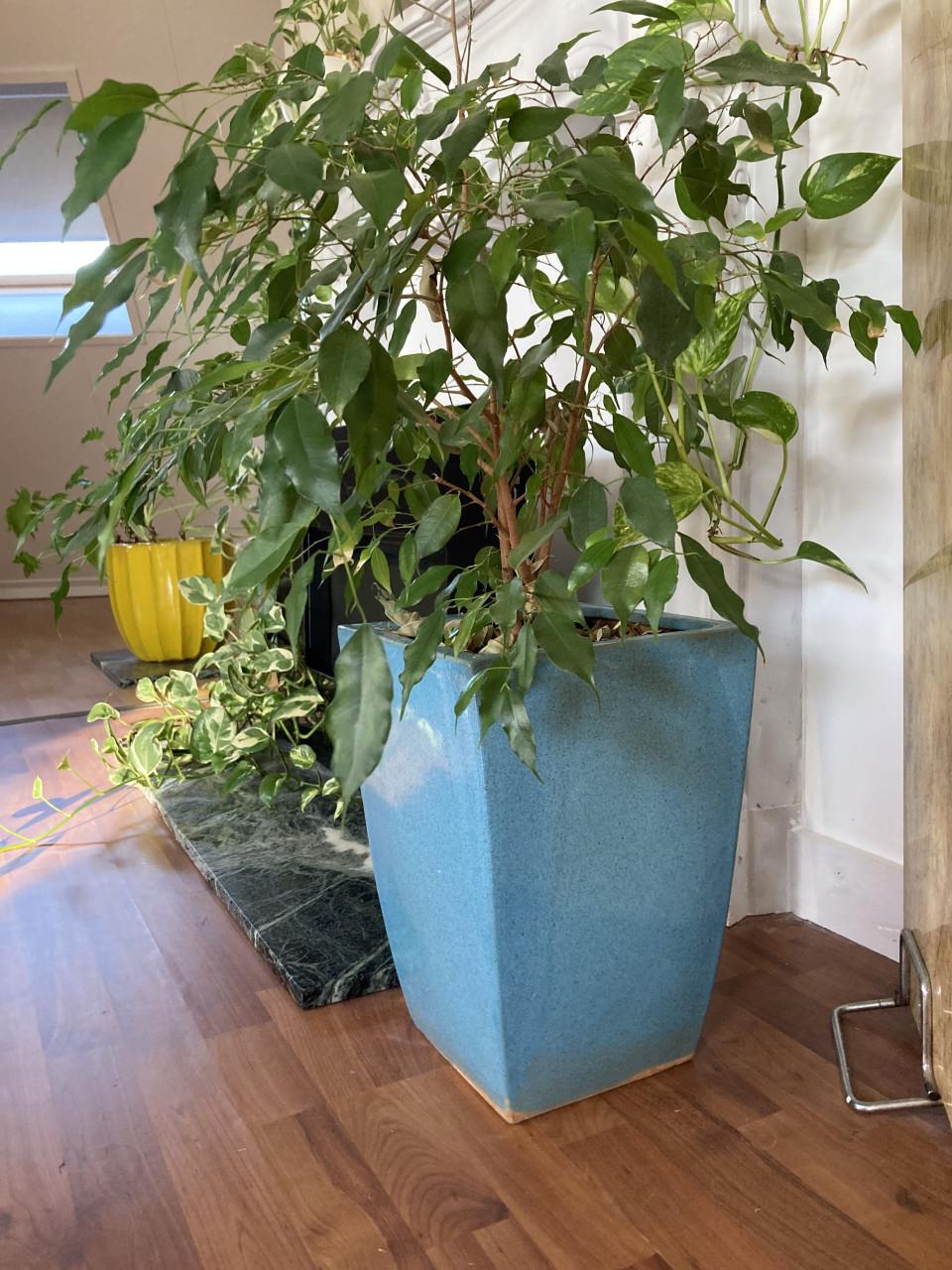Plant in keramieken pot