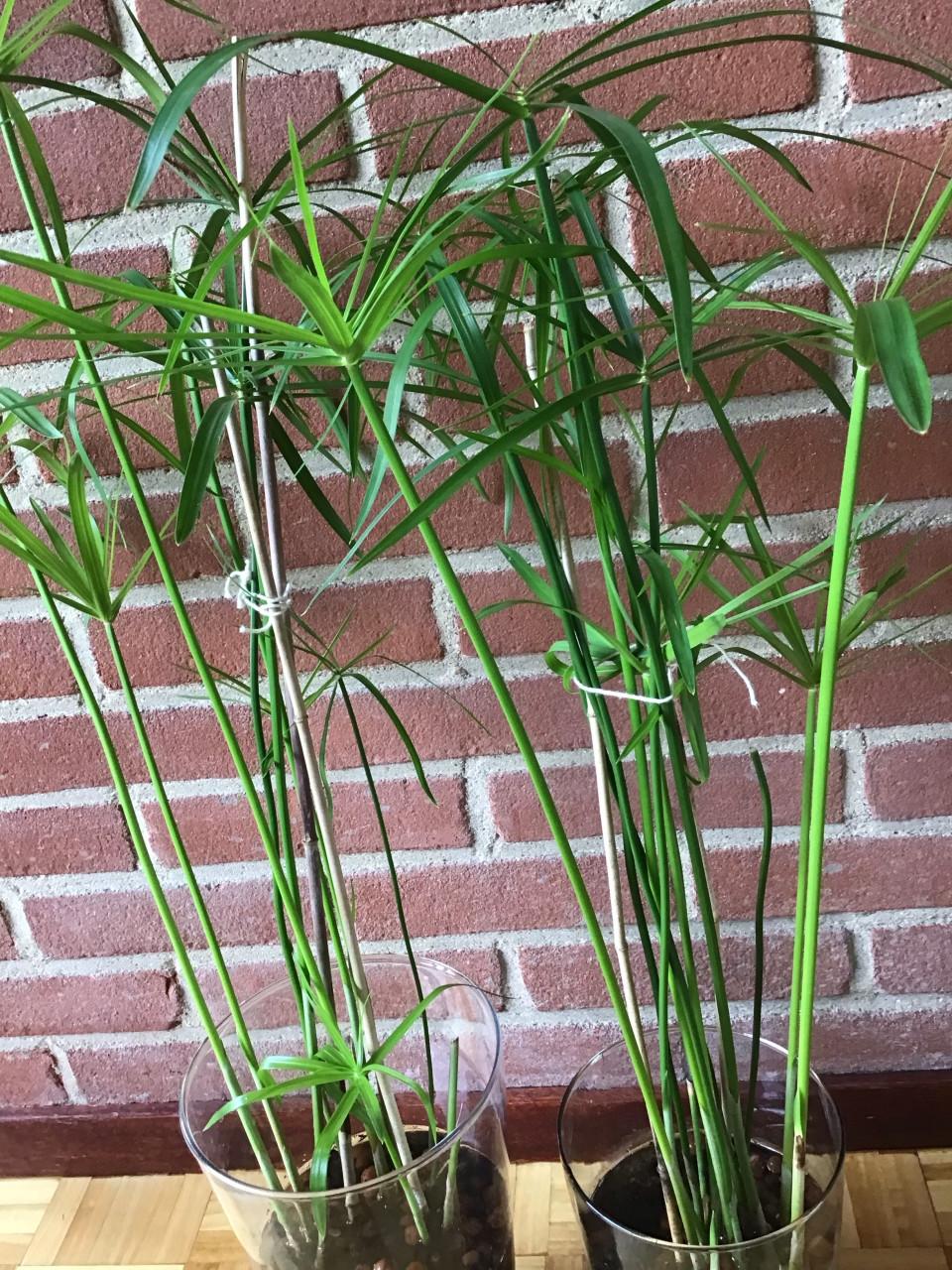 Parapluplant /waterplant