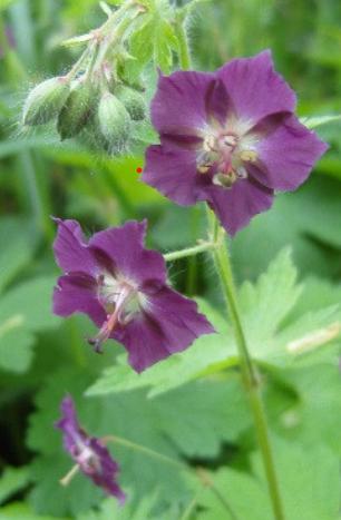 Wilde geraniums, donkerrood