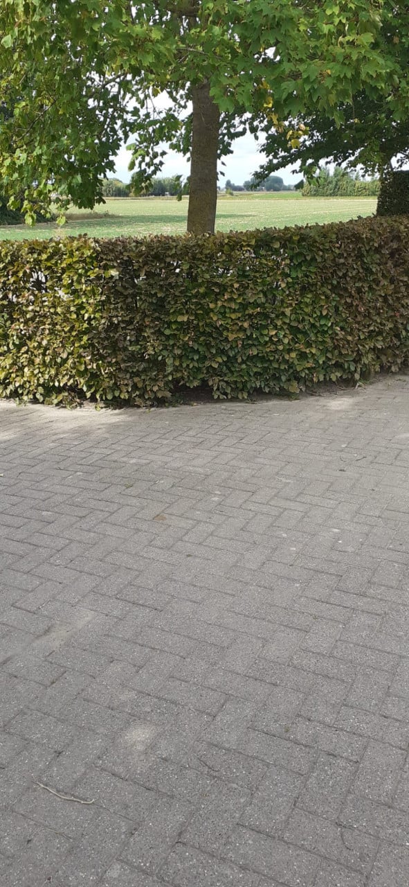 Tuinonderhoud Jasper Bonte – Hagen snoeien regio Sluis