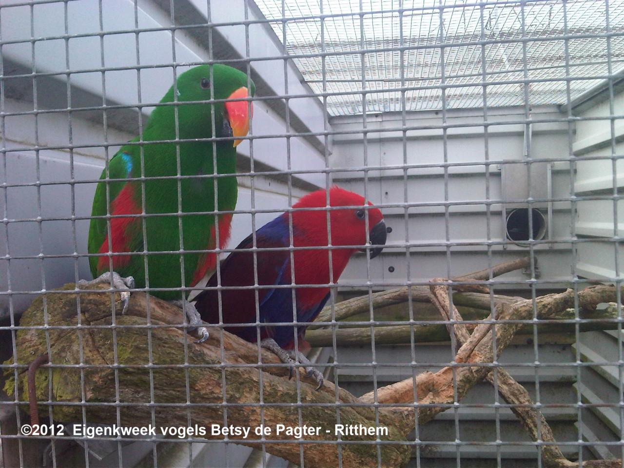 Kweekpapren NG Edelpapegaaien