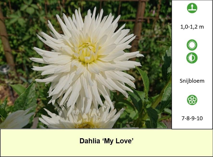 Mooie Dahlia's in pot aangeboden, diverse soorten dus voor elk wat wils !