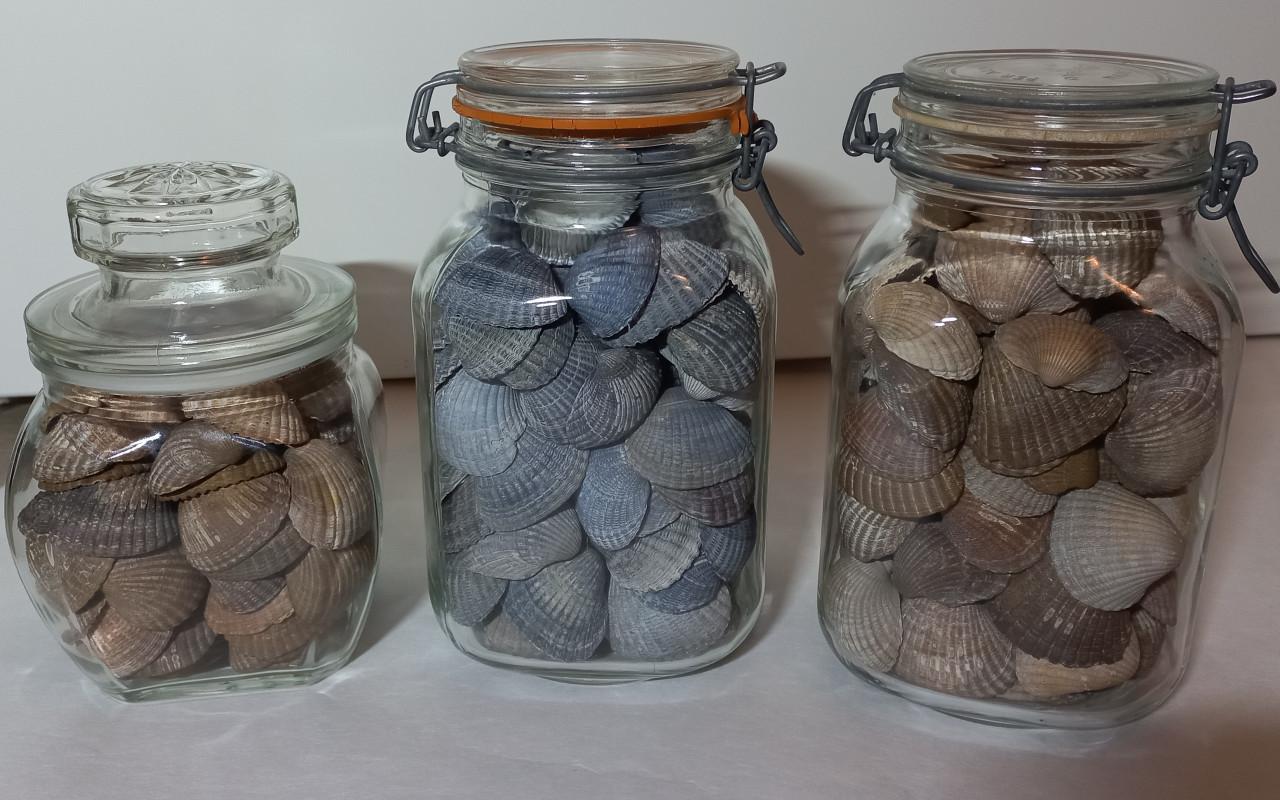 Zeeuwse schelpen in decoratieve glazen potten
