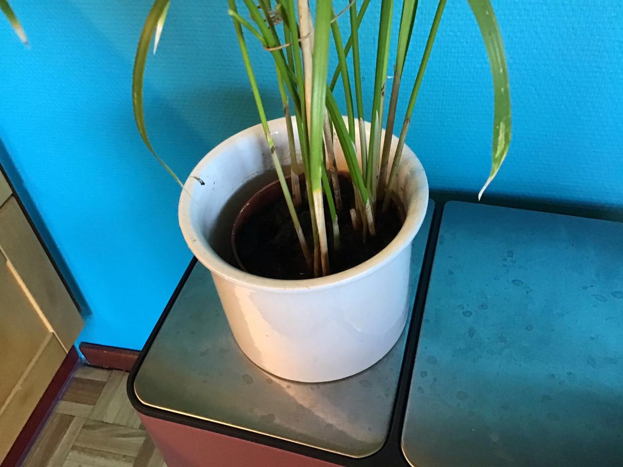 Kamerplant parapluplant