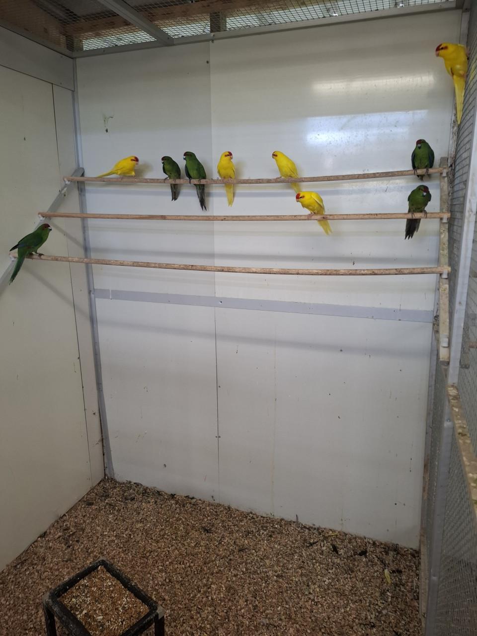 Kakariki's geel en groen