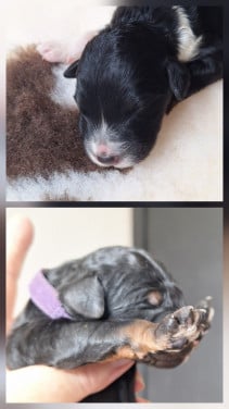 Bernedoodles pups