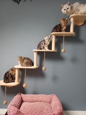 Prachtige Brits Korthaar x Ragdoll kittens beschikbaar.