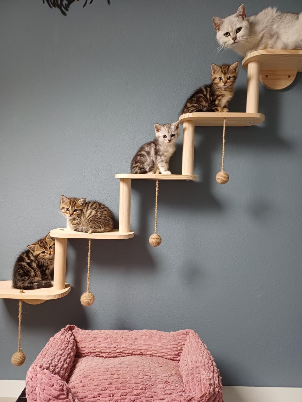 Prachtige Brits Korthaar x Ragdoll kittens beschikbaar.