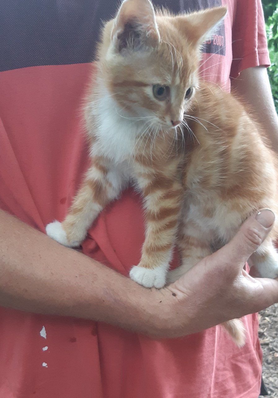 Mooie rustige Kitten