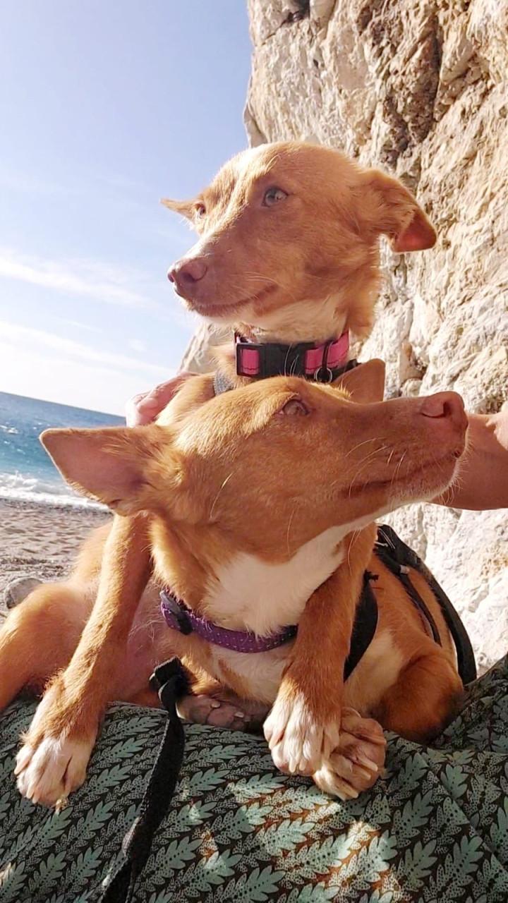 Lennie en Lennox zoeken een lief baasje!