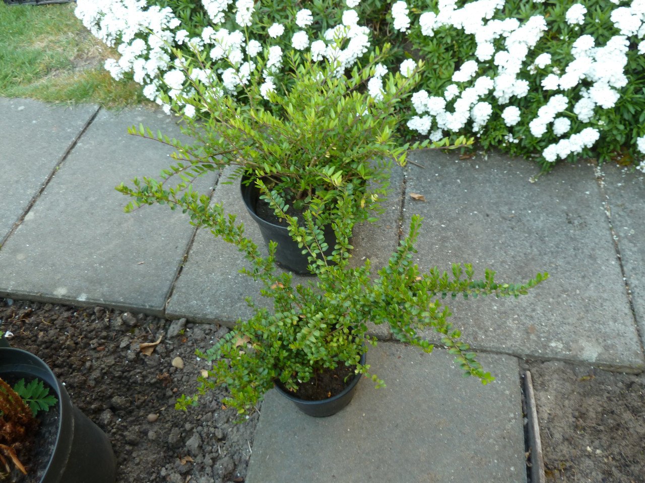 VASTE PLANTEN EN BODEMBEDEKKERS
