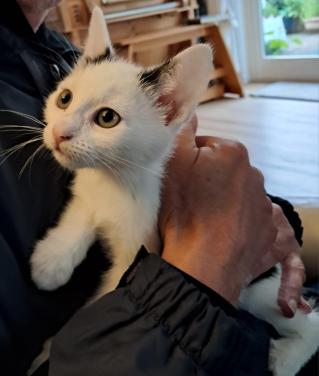 Kitten