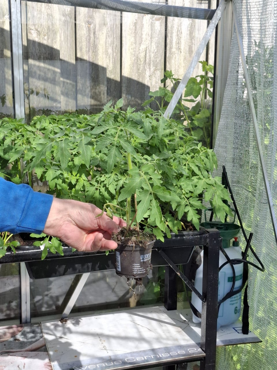 Tomatenplantjes en komkommerplantjes