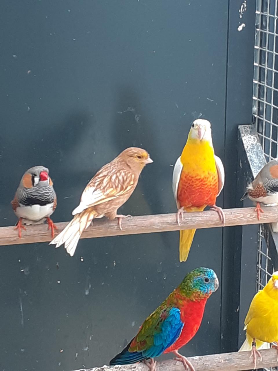 Kanaries  ook poppen.