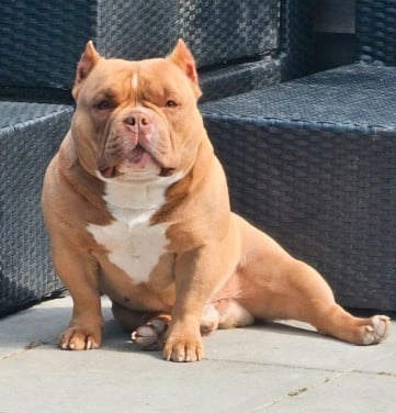 Micro Bully