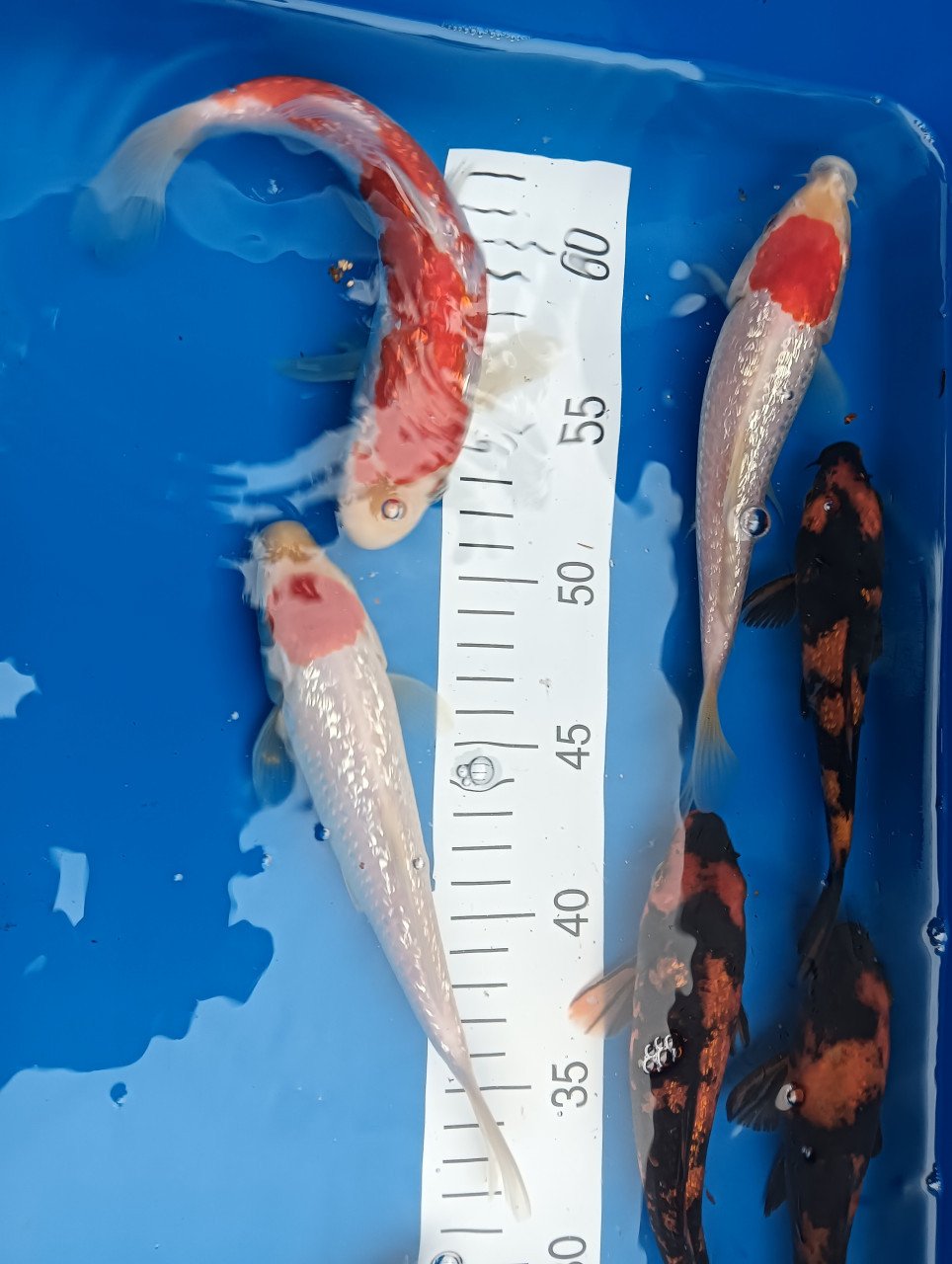 Japanse koi! Tosai kohaku/ hi utsuri