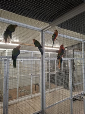 Jonge stanley rosella's