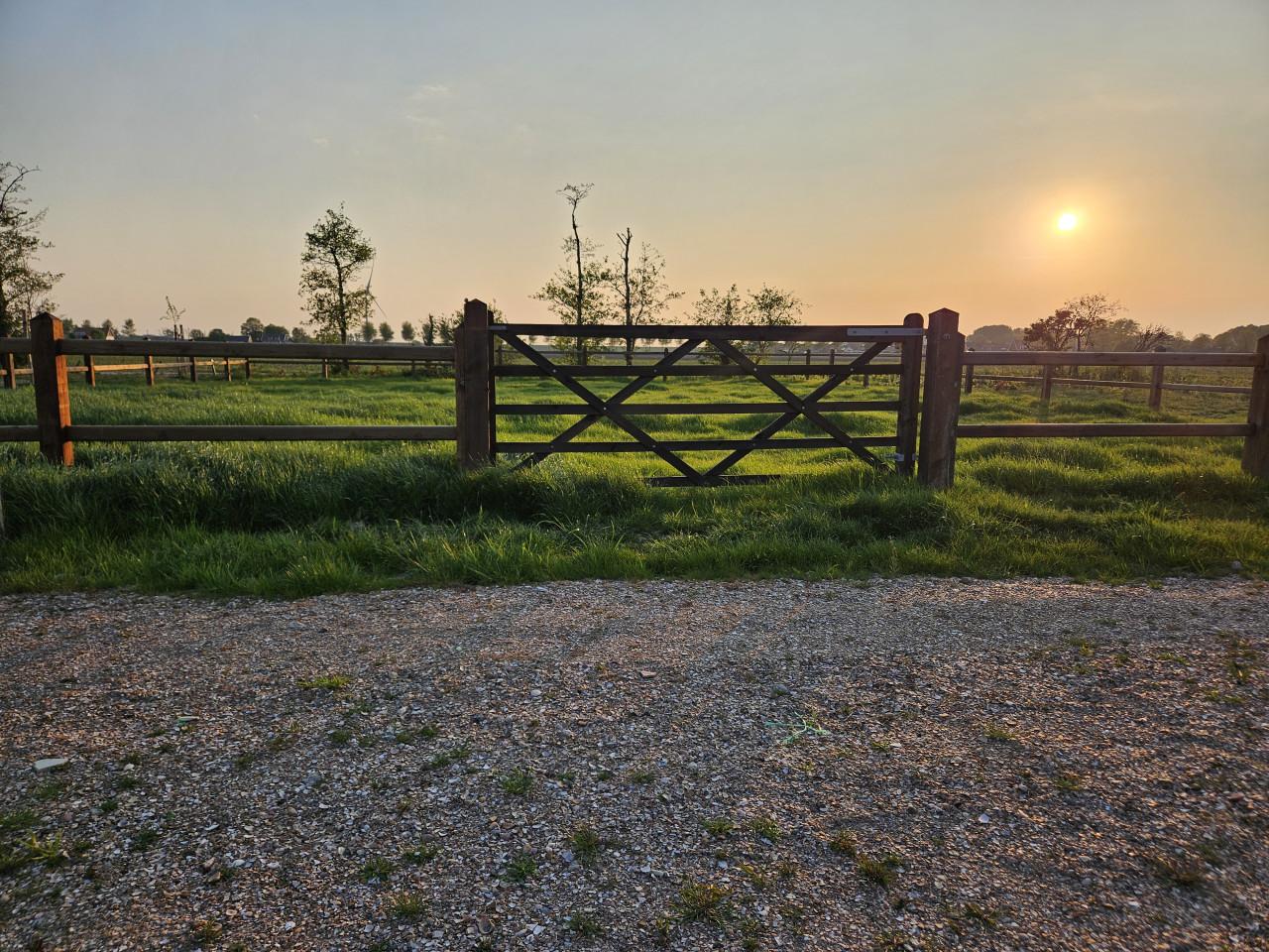 Weidegang voor pony