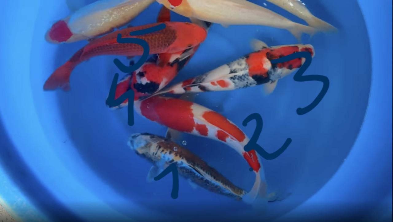 Koi nisai maruhiro mix