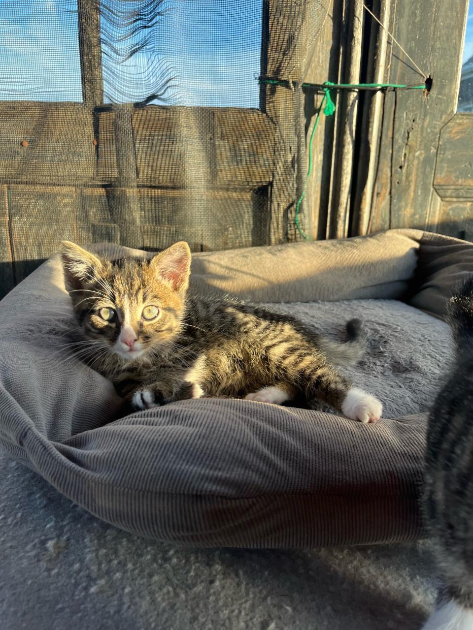 Lieve kittens te koop (gechipt en geënt)