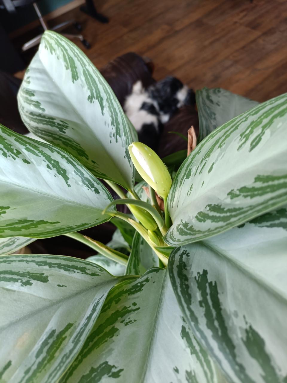 Kamerplant Aglaonema