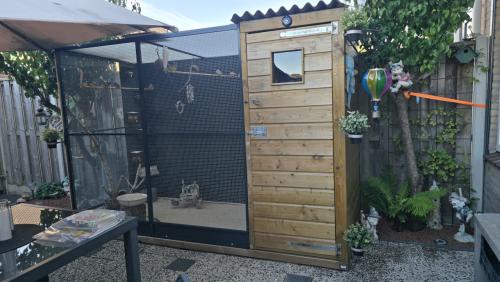Te koop spitstaart amadine wildkleur