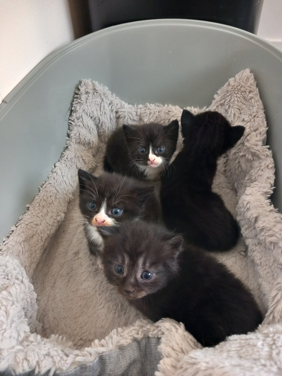 Kittens
