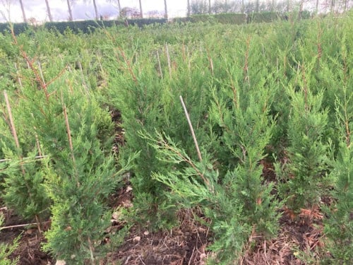 Leylandii coniferen