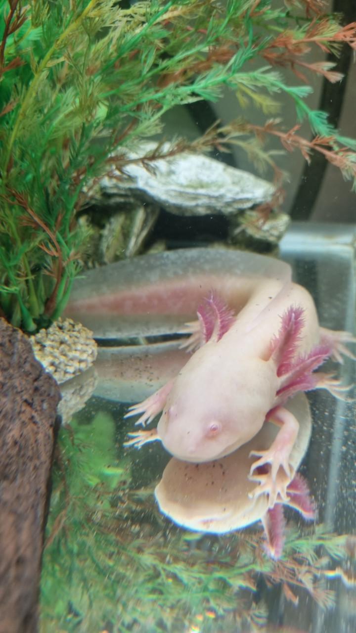 Axolotl albino