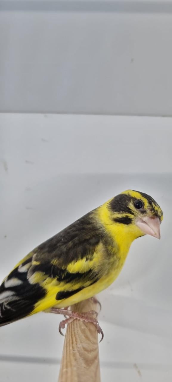 Koppel himalaya groenlingen