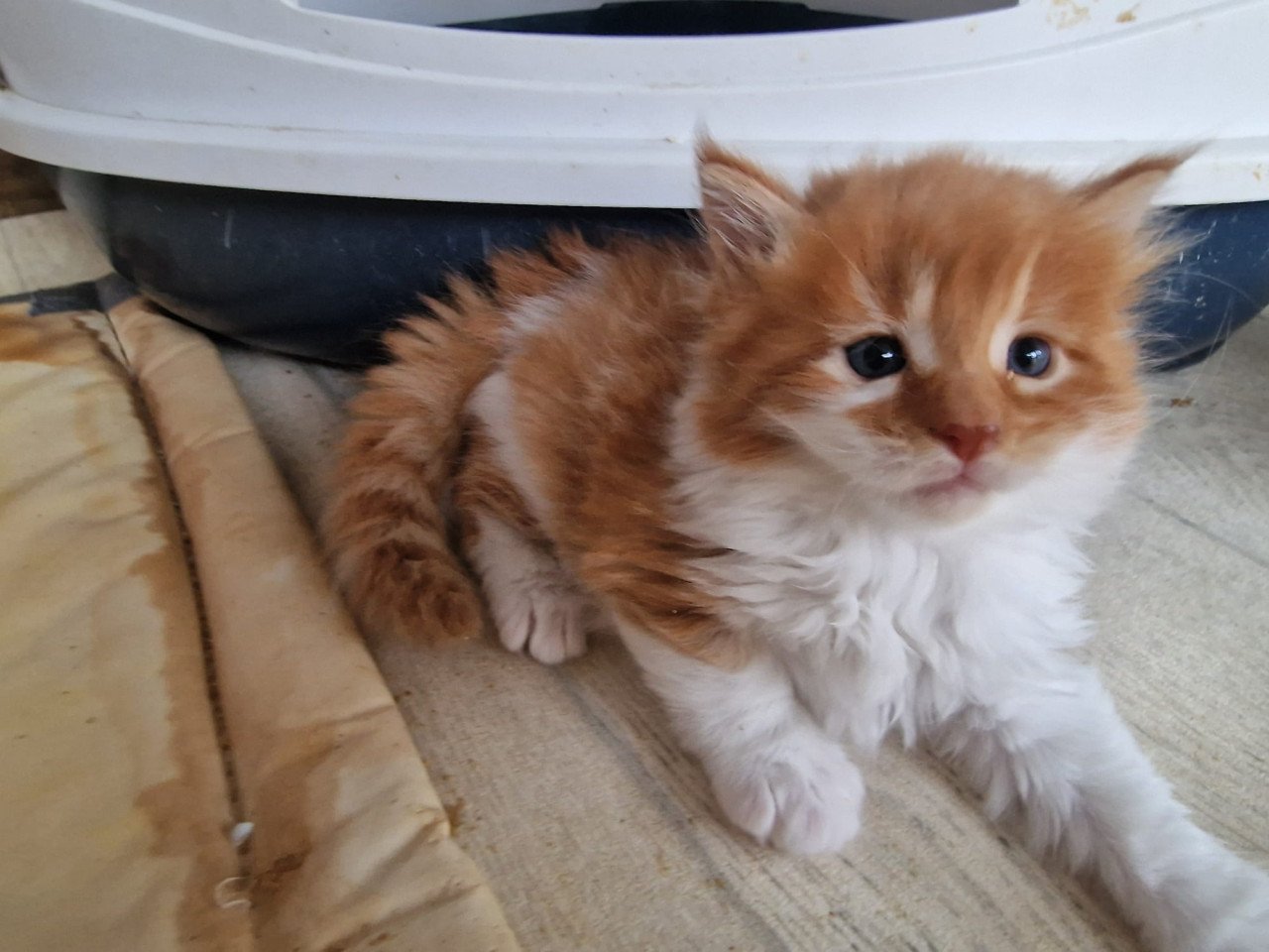 Te koop mooie Maine Coon kittens