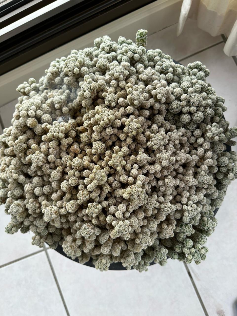 Een hele mooie cactus die 2x per jaar kleine bloemetjes geven