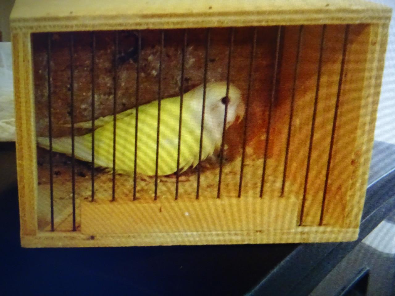 Te koop vanillekleur Agapornis broedrijp man wegens weg vallen pop.