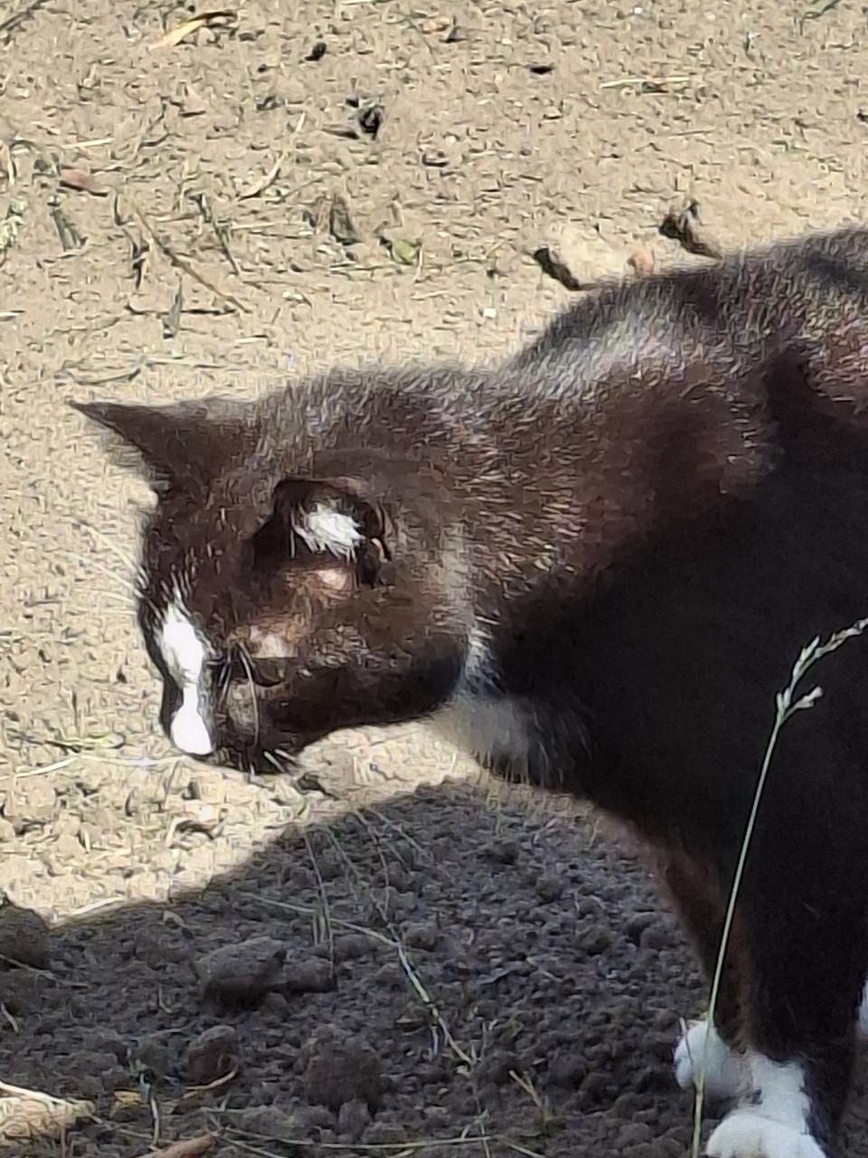 Lieve poes 6 jaar