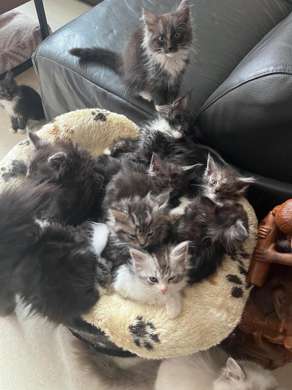 Maincoon kittens