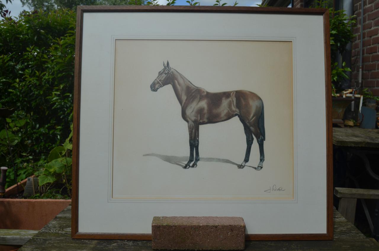 Schitterende Litho Paard Jean Rivet gesigneerd