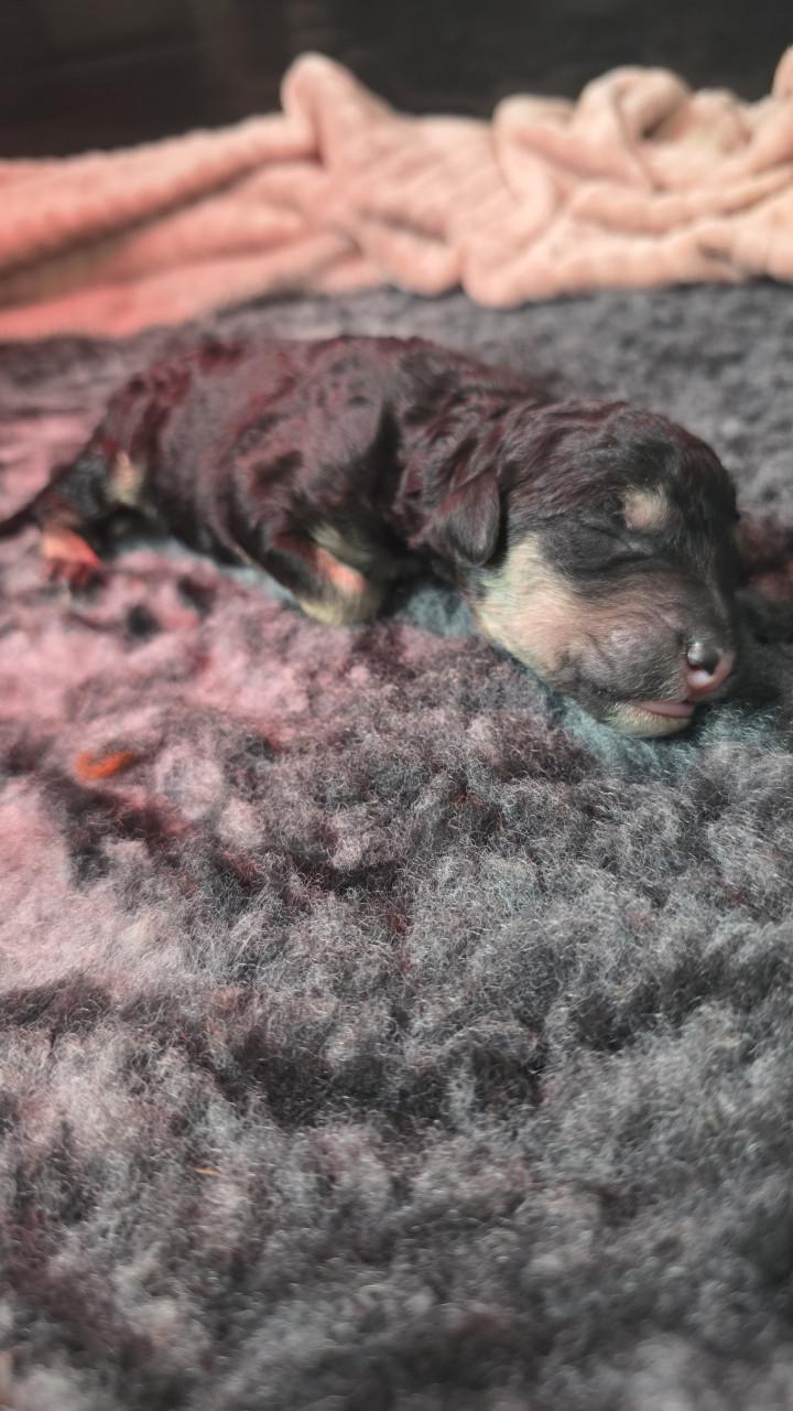 Mooie labradoodles puppies