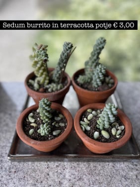 Planten - succulenten