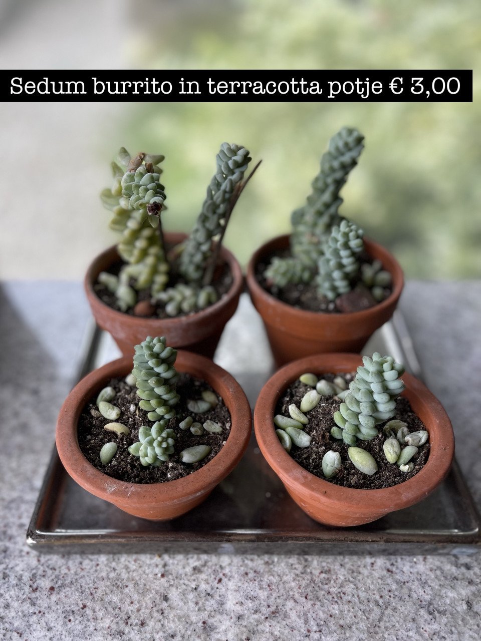 Planten - succulenten