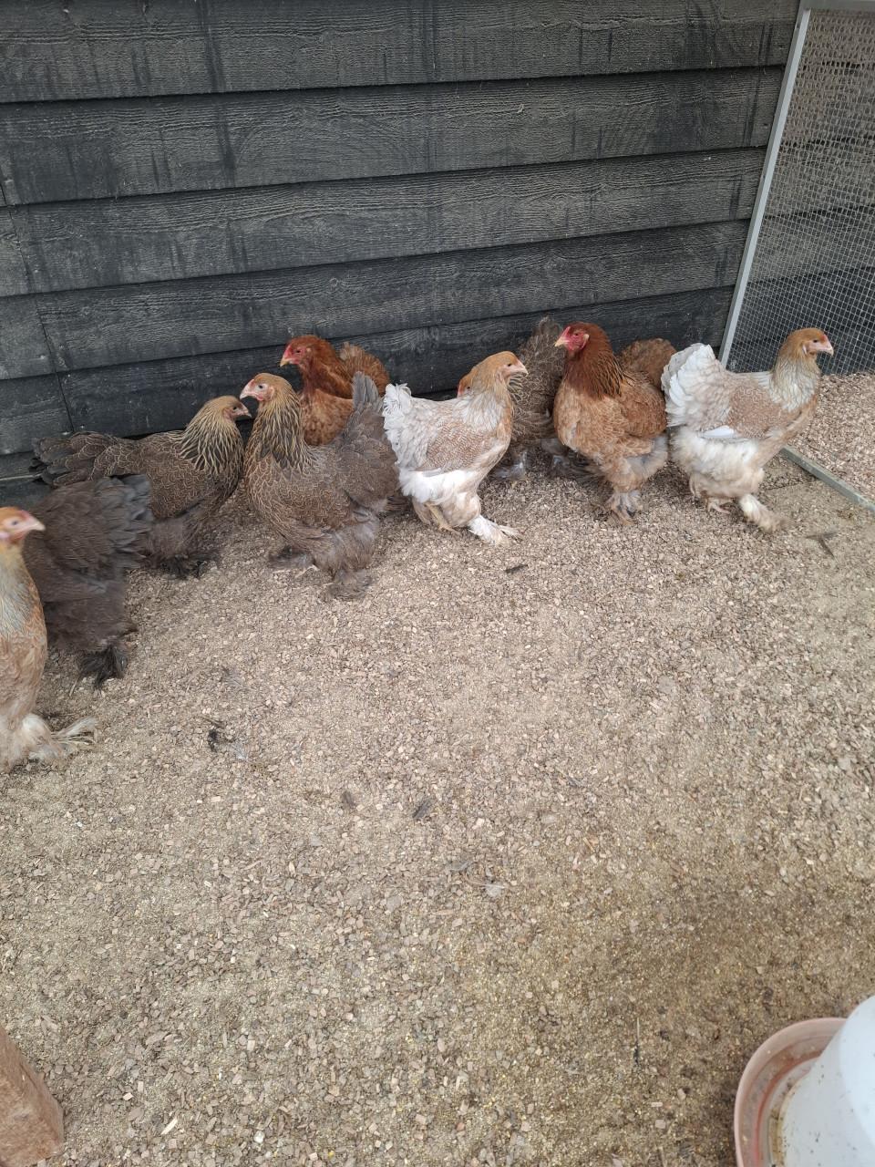 Ruime keuze leghennen, sier- en kriel rassen