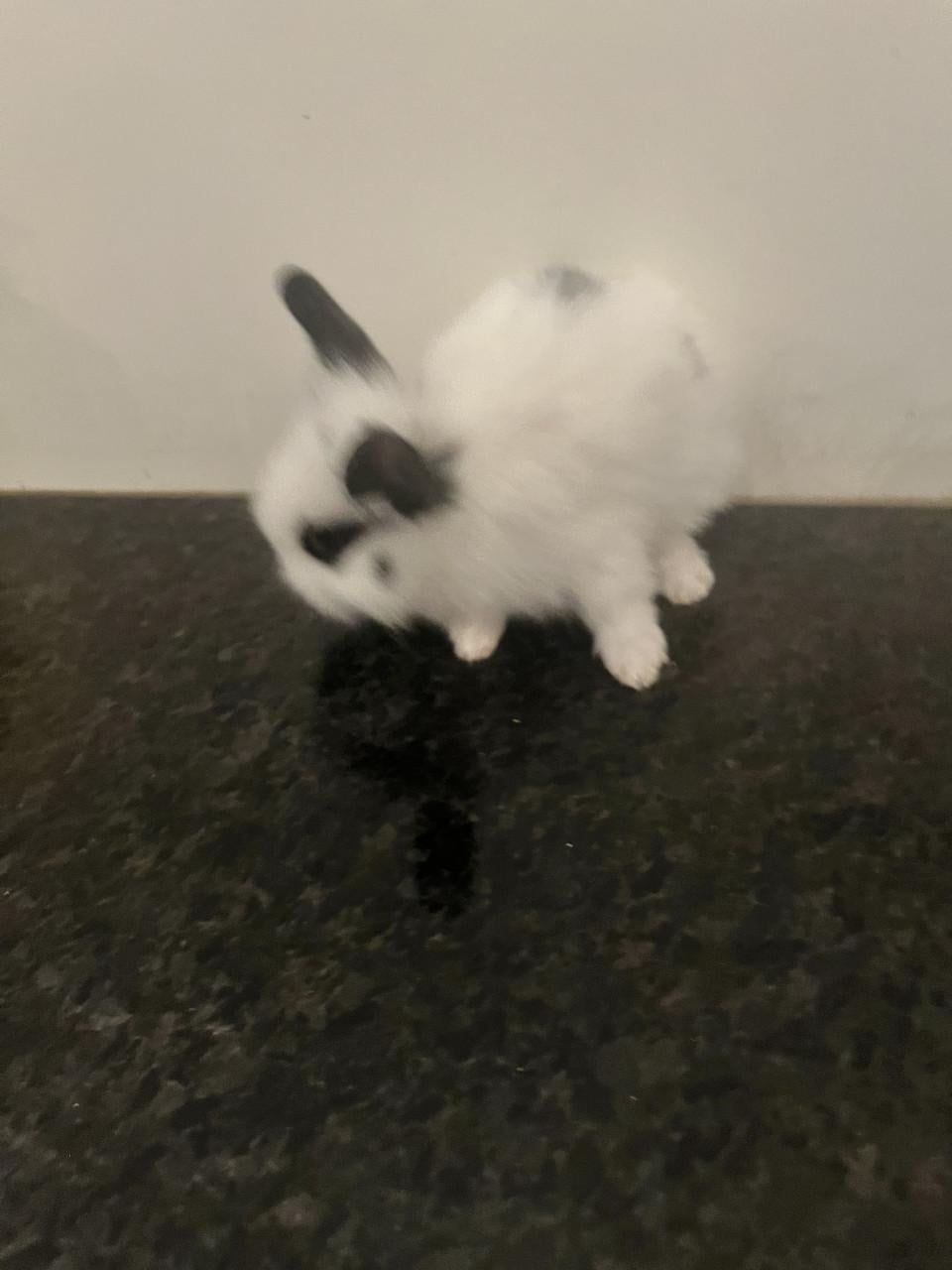 Baby konijnen te koop