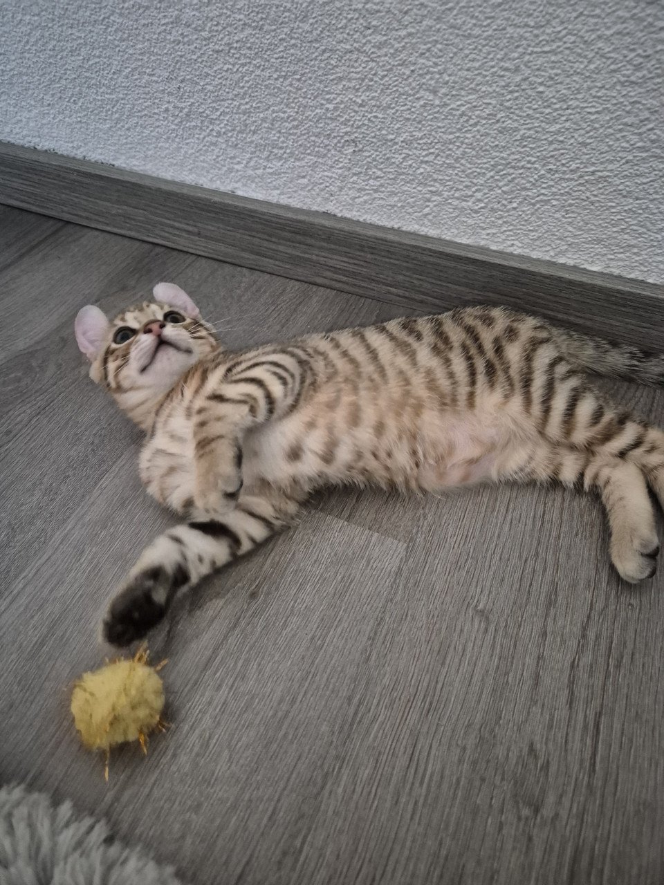 Kittens