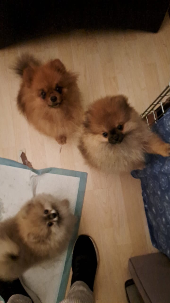 Pomeriaan (dwerg keeshond) puppy